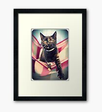 tortie Framed Print