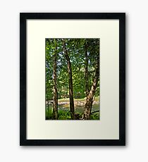 Yellow Birch by the river Framed Print