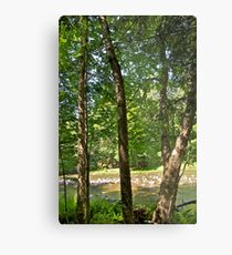 Yellow Birch by the river Metal Print