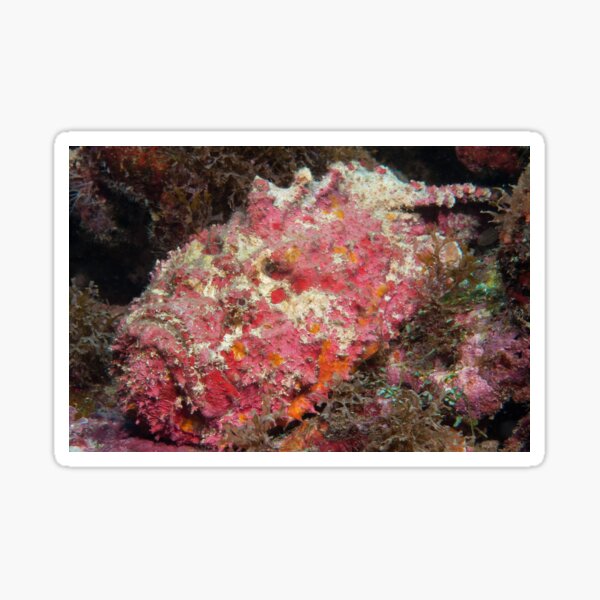Reef Stonefish, off Port Moresby, Papua New Guinea Sticker