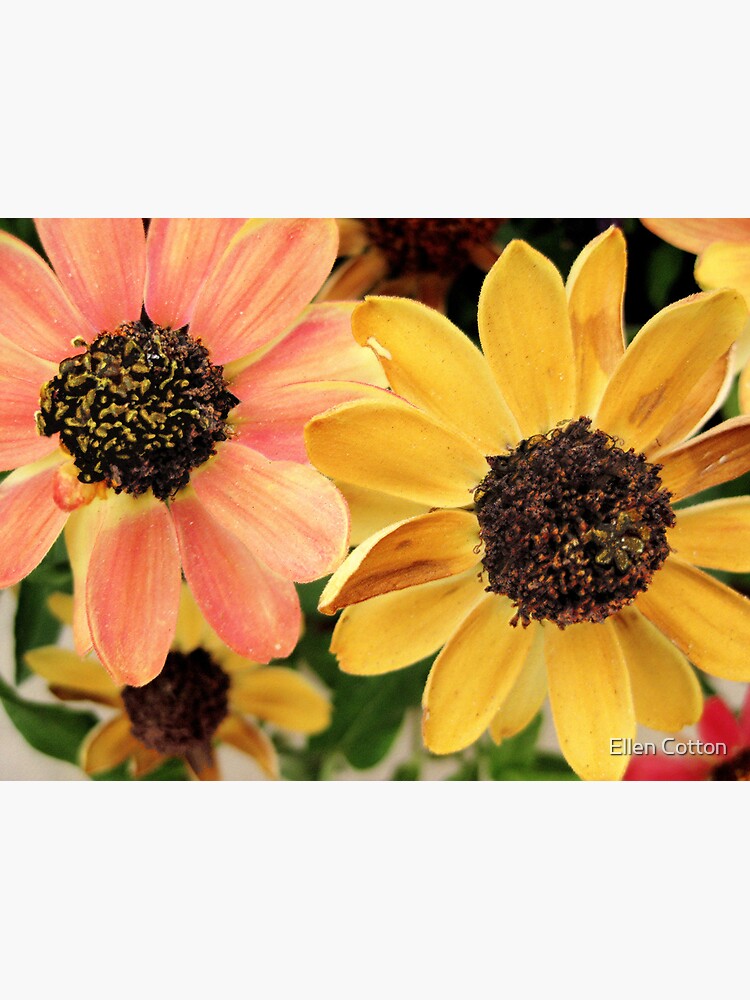 Daisies by ellcot