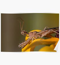 Spined Assassin Bug Poster