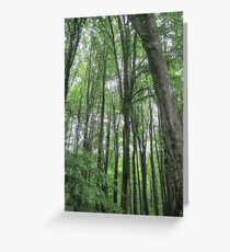 Trees Greeting Card