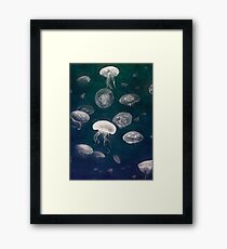 Jellyfish Framed Print