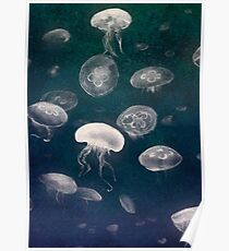 Jellyfish Posters | Redbubble