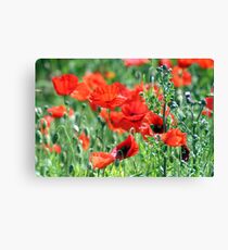 "Poppies Woldgate" Canvas Print