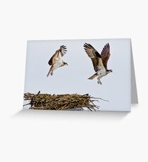 Synchronized Osprey Greeting Card