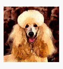 Tulip - Standard Poodle Photographic Print