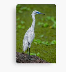 Juvenile Little Blue Canvas Print