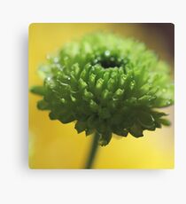 Little green Delight Canvas Print