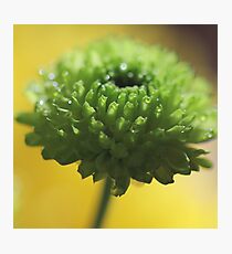 Little green Delight Photographic Print