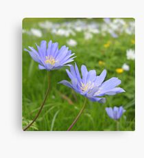Spring again Canvas Print