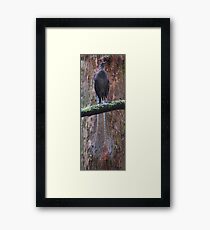 A bird’s tale Framed Print