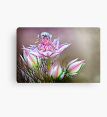Protea Canvas Print