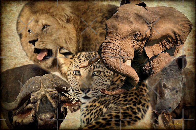  AFRICA S BIG FIVE Posters By Magriet Meintjes Redbubble