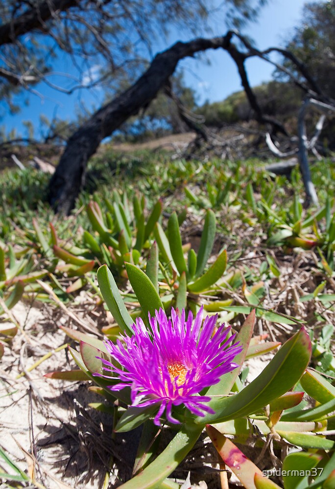 "Pigface flower Coonarr Beach Bundaberg Australia" by