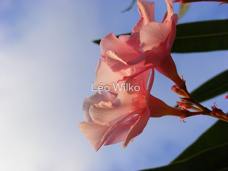 "Pink flowers, blue skies, end of afternoon light" by Léo Wilko | Redbubble