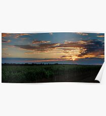 Vineyard Poster