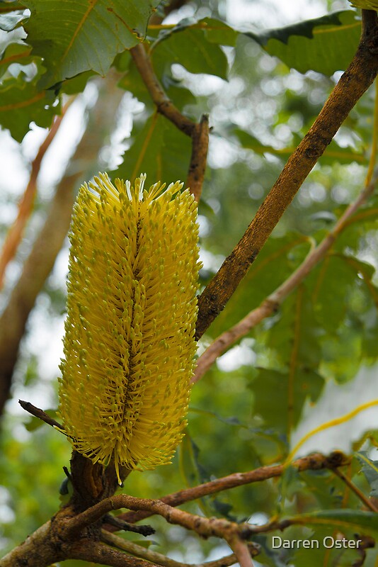 Banksia Dentata Photographic Prints By Darren Oster Redbubble