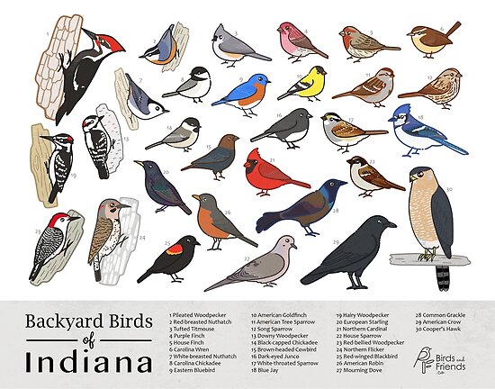 indiana-backyard-birds-of-indiana-field-guide-print-bird-art-print