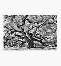 Angel Oak Photographic Print