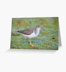 Juvenile Spotted Sandpiper Grußkarte