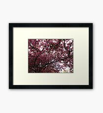 Appreciating the splendours of Spring Framed Print