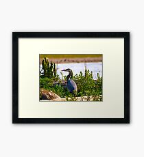 great blue heron Framed Print