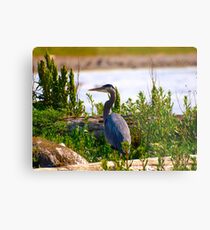 great blue heron Metal Print
