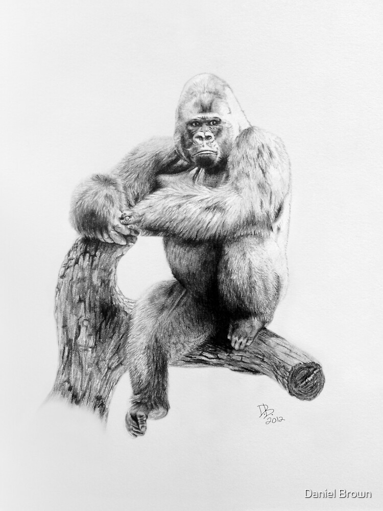Gorilla, 2012, Pencil by LaughingMantis