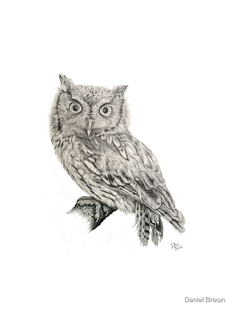 Eastern Screech Owl (Megascops asio), 2012, Pencil by LaughingMantis
