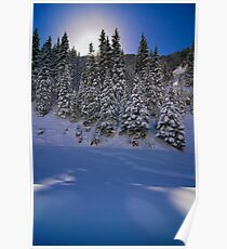 Fir trees Poster