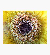 Macro Yellow Flower Center Photographic Print