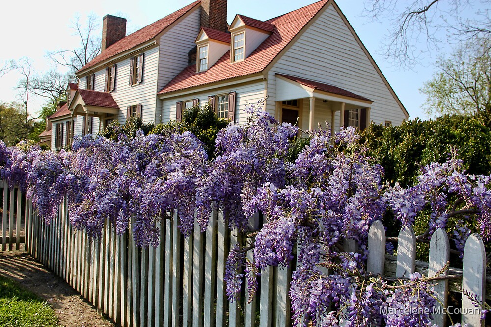 "Wisteria fence" by Marcelene McCowan Redbubble