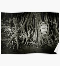 Buddha in the tree Poster