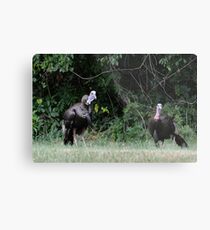 Turkeys - (Meleagris gallopavo) Metal Print
