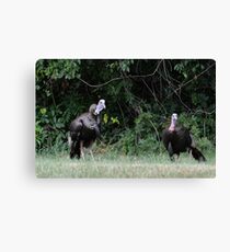 Turkeys - (Meleagris gallopavo) Canvas Print