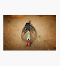 Depth Of Field Duck Photographic Print