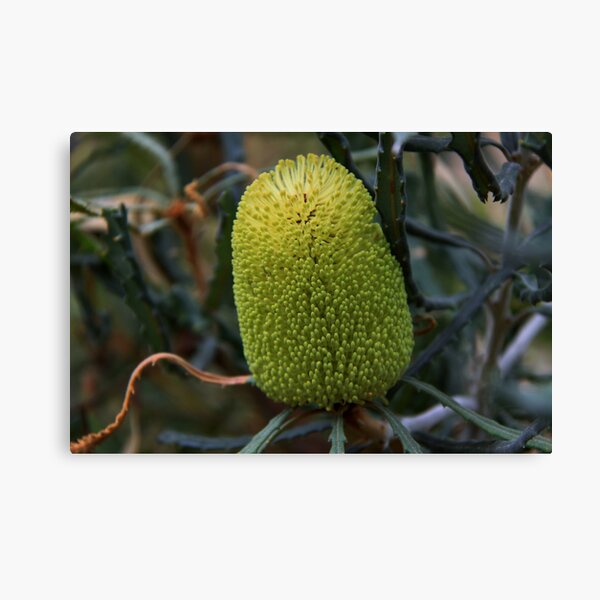 Banksia pilostylis Canvas Print