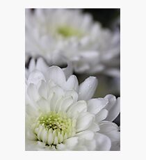 Macro 2 Photographic Print