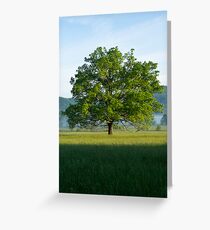 Mighty Oak Tree - Cades Cove, Smoky Mountains National Park Greeting Card