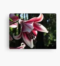 Lily "Silk Road" Canvas Print