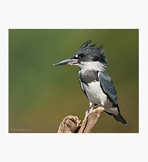 Male Belted Kingfisher Photographic Print