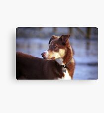 Cody's New Adventure Canvas Print
