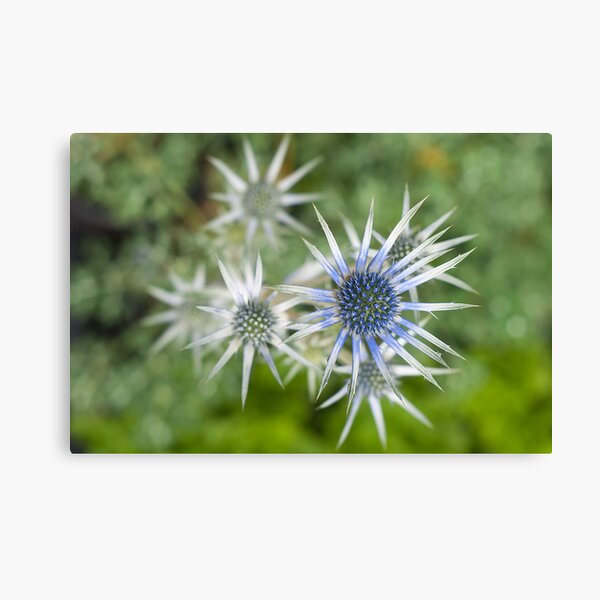 Free Spirit Canvas Print