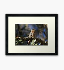 Fan-tailed Framed Print