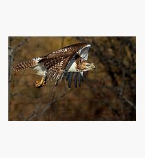 Red-tailed Hawk - Bullet Photographic Print