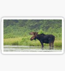 Bull Moose - Algonquin Park, Canada Sticker