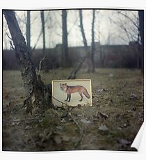 Little fox Poster