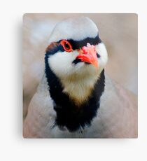 Red nose Metal Print